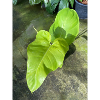 philodendron golden violin (ไวโอลิน สีทอง) ฟอร์มสวย