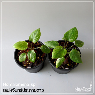 NewRootGarden เสน่ห์จันทร์ประกายดาว กระถาง 5 นิ้ว ไม้ด่าง ไม้ประดับในร่ม