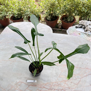 Philodendron Joepii ฟิโลเดนดรอน โจปิอาย ไม้เนื้อเยื่อ เลือกต้นได้