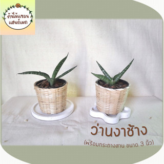 🎋ว่านงาช้าง (Spear Sansevieria) ฟอกอากาศและดูดสารพิษ พร้อมกระถางสานไม้ไผ่ ขนาด 3 นิ้ว (ต้นไม้มงคล)