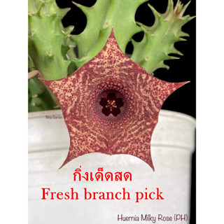 เก๋งจีน Huernia Milky Rose Pranburi Hybrid *กิ่งเด็ดสด* แคคตัส ไม้อวบน้ำ Cactus and Succulent