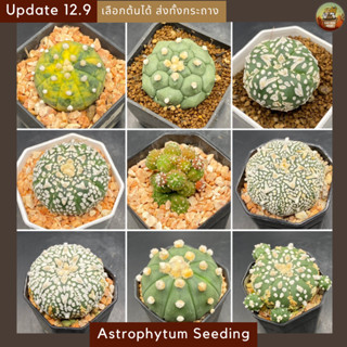 [Update 12.9]Astrophytum Super kabuto " V-Type"  แอสโตรวี แอสโตรด่าง แอสโตร 5พู Cactus กระบองเพชร (ส่งทั้งกระถาง)