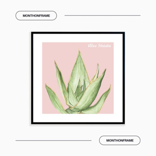 รูปภาพติดผนัง ภาพวาดตกแต่งบ้าน ภาพกระบองเพชร Aloe Striata พร้อมกรอบและติดที่แขวนเรียบร้อย