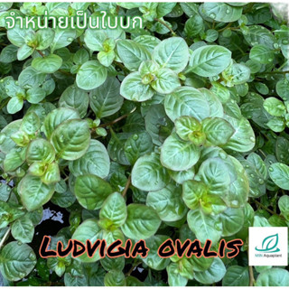 ใหม่!💥Ludwigia ovalis จำหน่ายเป็นใบบก