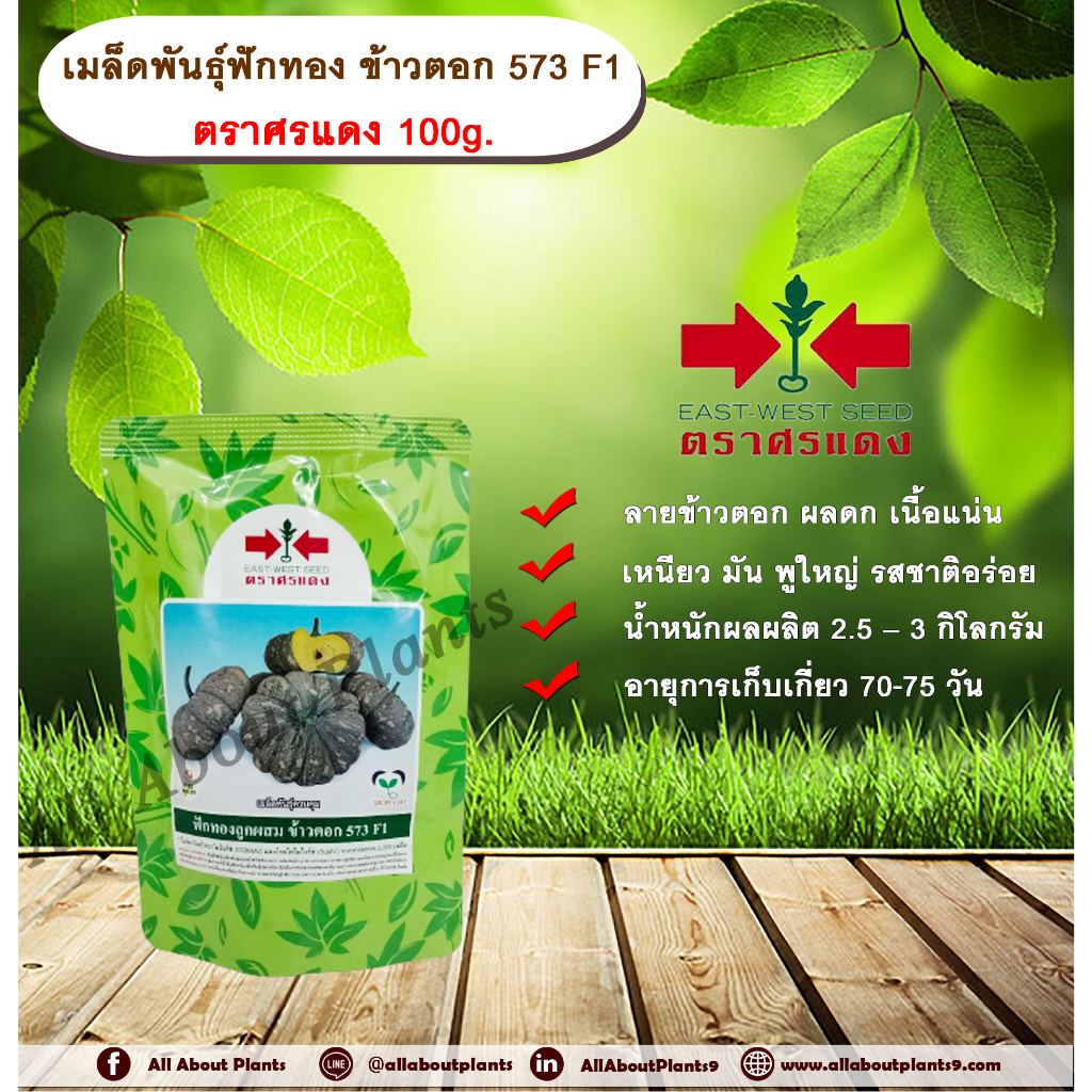 เมล็ดพันธุ์ฟักทอง ข้าวตอก 573 F1  ตราศรแดง 100g. แบบซอง เมล็ดพันธุ์พืช เมล็ดพันธุ์ฟักทอง ลายข้าวตอก