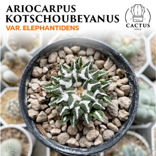 Ariocarpus kotschoubeyanus var. elephantidens