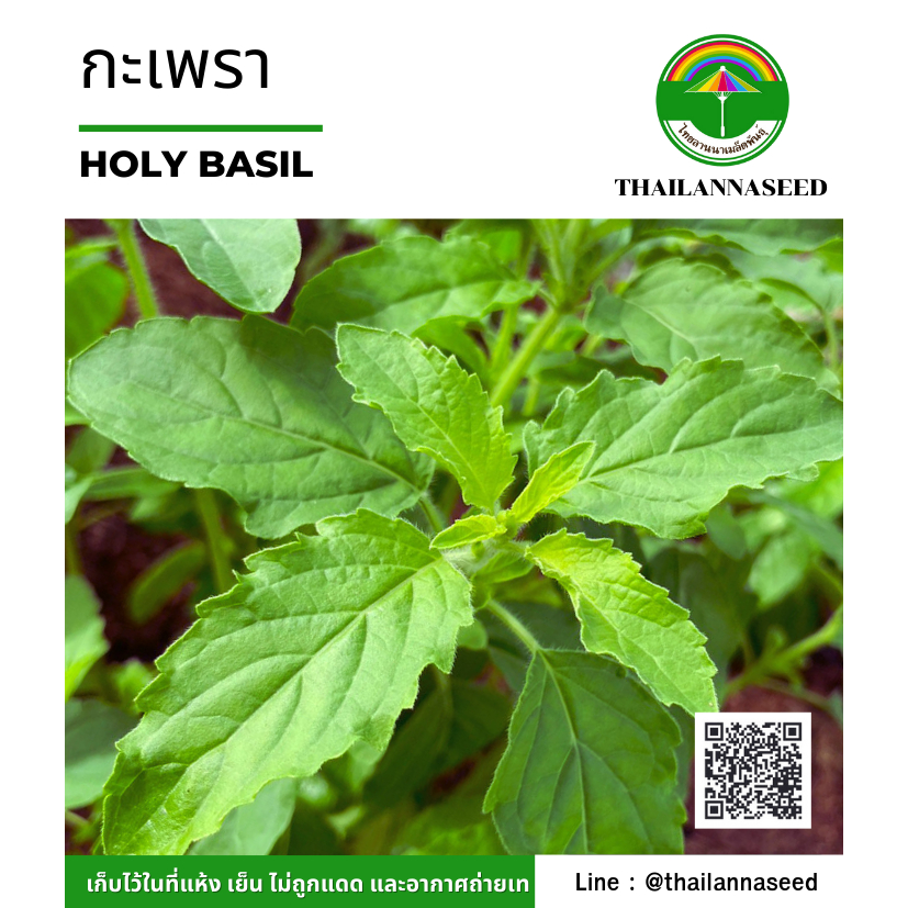 เมล็ดพันธุ์ผักสวนครัว กะเพรา ( ขนาด 1 กรัม ) รหัสสินค้า 6030