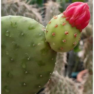 Opuntia Inamoena ใบตัดสด😁