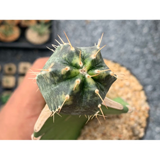 echinocereus knippelianus variegata (อิชิโนซิริอุสด่าง) ไม้กราฟ