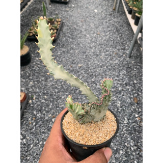 ยูโฟเบียแลคเทีย ไวท์โกสต์ คริสตาต้า (euphorbia lactea white ghost cristata)