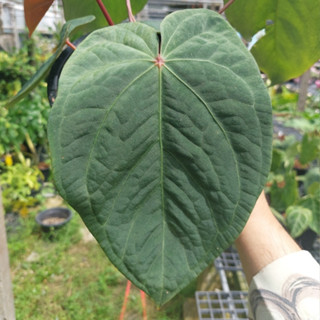 Anthurium Black Velvet Hyb หน้าวัวใบ