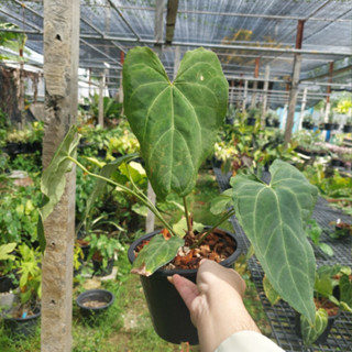 Anthurium Papillilaminum Hybrid ฟอร์มใบยาว หน้าวัวใบ ลูกผสม ต้นที่ 4