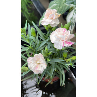 ของเข้า11/9/23ต้นคาร์เนชั่น Carnation Seeds กระถาง5นิ้ว