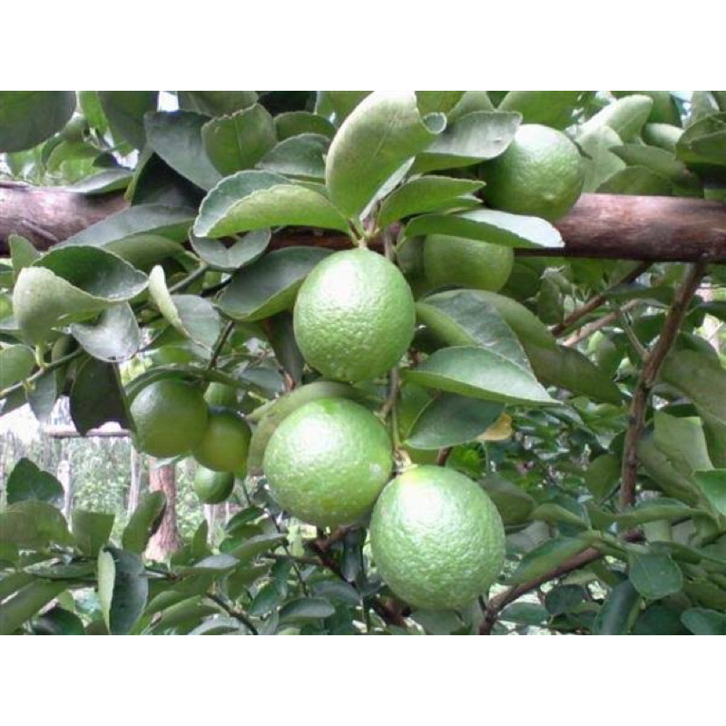 มะนาวฮิติ 5kg 106บาท