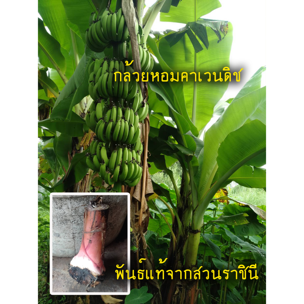 (1 หน่อ) กล้วยหอมคาเวนดิช กล้วยหอมที่ทั่วโลกส่งออกกัน พันธ์แท้ๆ จากสวนราชินี ตัดหน่อสั้น 30ซม เวลาส่ง