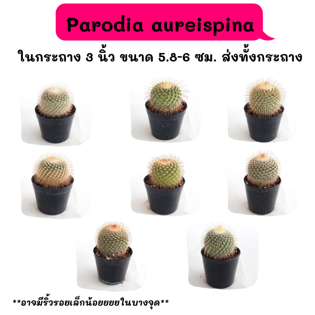 PT004 Parodia aureispina  ไม้เมล็ด Cactus กระบองเพชร พืชอวบน้ำ พืชทะเลทราย ตะบองเพชร