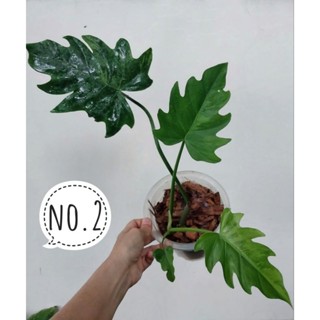 ฟิโลเดนดรอนมะละกอเลื้อยด่าง Philodendron Radiatum V. วางข้อใบใหญ่ แทงยอดใหม่แล้ว ด่างสวย ด่างฮาฟทุกใบ ได้ต้นตามภาพ