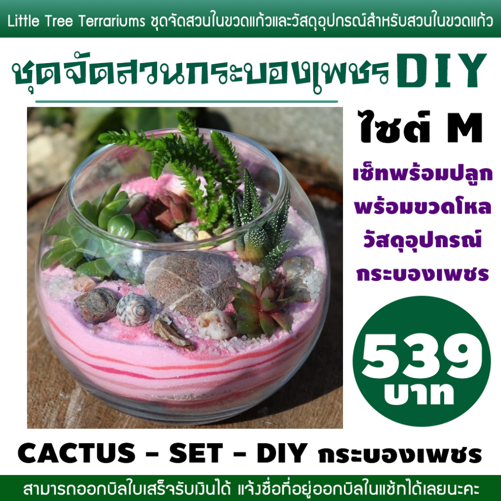 DIY ชุดจัดสวนกระบองเพชร CACTUS ครบพร้อมปลูก พร้อมขวดโหลแก้ว 539฿