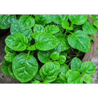 ต้นกล้าผักปลังยอดใหญ่ กล้าละ 9 บาท ซื้อ 10แถม 2 กล้า