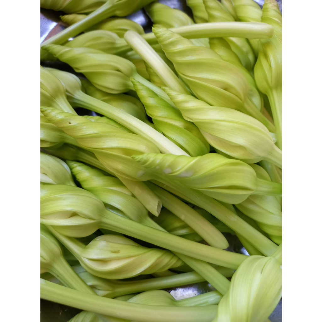 ต้นกล้าชมจันทร์ ต้นละ 15 บาท ซื้อ 10แถม 2