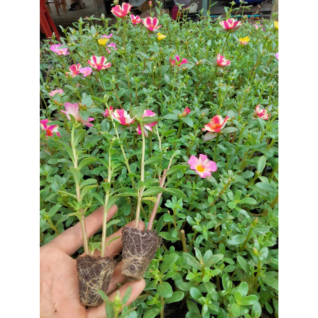 ต้นกล้าคุณนายตื่นสาย  ต้นละ 8  บาท ซื้อ 10แถม 2