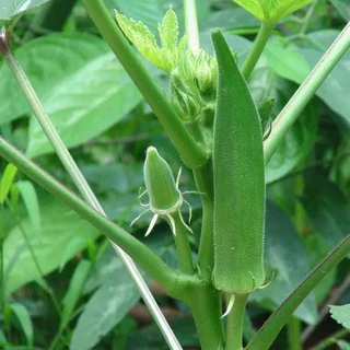 เมล็ดกระเจี๊ยบเขียวญี่ปุ่น 40 เมล็ด กระเจี๊ยบเขียวโอซาก้า เมล็ดพันธุ์แท้