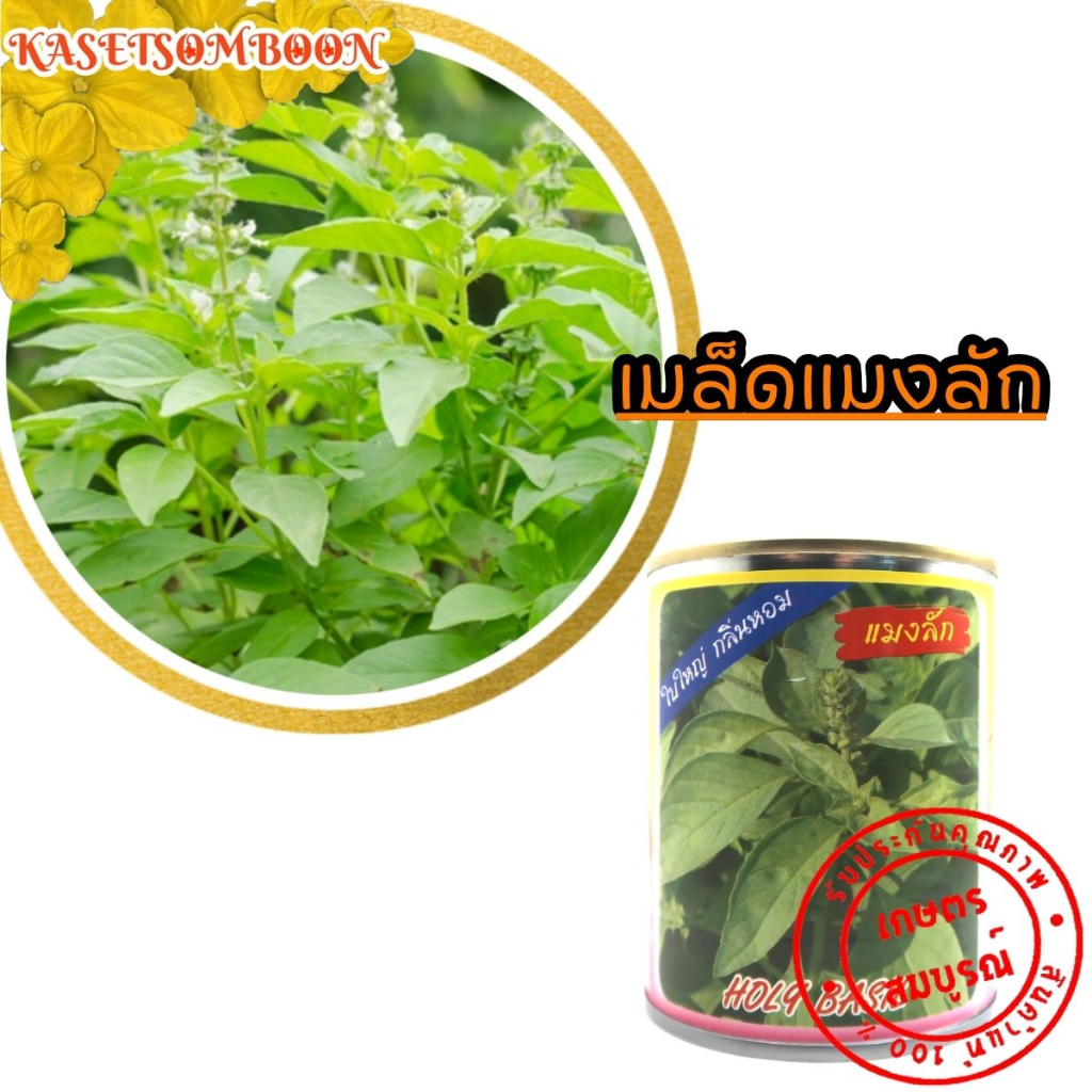 เมล็ดแมงลัก เมล็ดพันธุ์ใบแมงลัก เม็ดแมงลัก 50 ก. ตราต้นไผ่