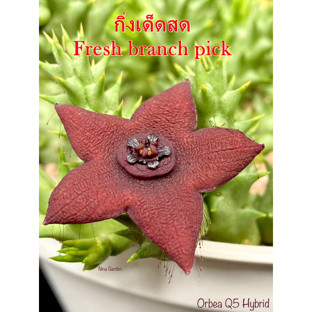 เก๋งจีน Orbea Q5 Hybrid *กิ่งเด็ดสด* แคคตัส ไม้อวบน้ำ Cactus and Succulent