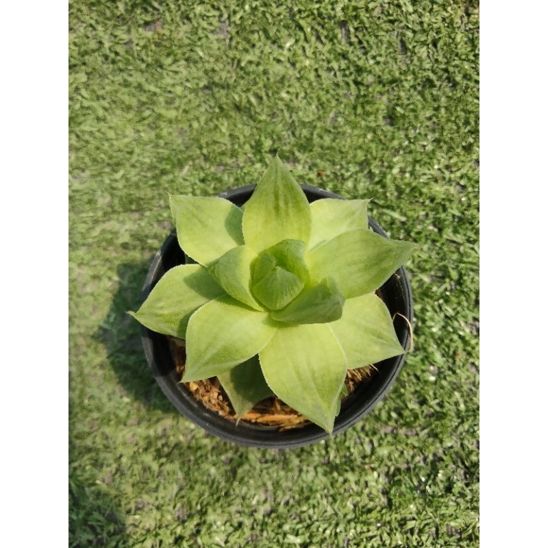 ฮาโวเทีย บัวแก้ว [ Haworthia cymbiformis] แบบที่ 1 ในกระถาง2"