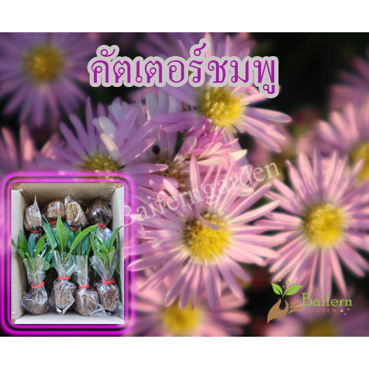 ต้นกล้าดอกคัดเตอร์สีชมพู ดอกไม้กินได้รากเยอะดอกสวยพร้อมปลูก
