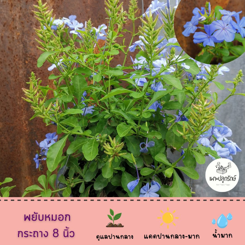 ต้นพยับหมอก (Cape Leadwort /เจตมูลเพลิงฝรั่ง  ไม้พุ่ม โตเร็ว เลี้ยงง่าย