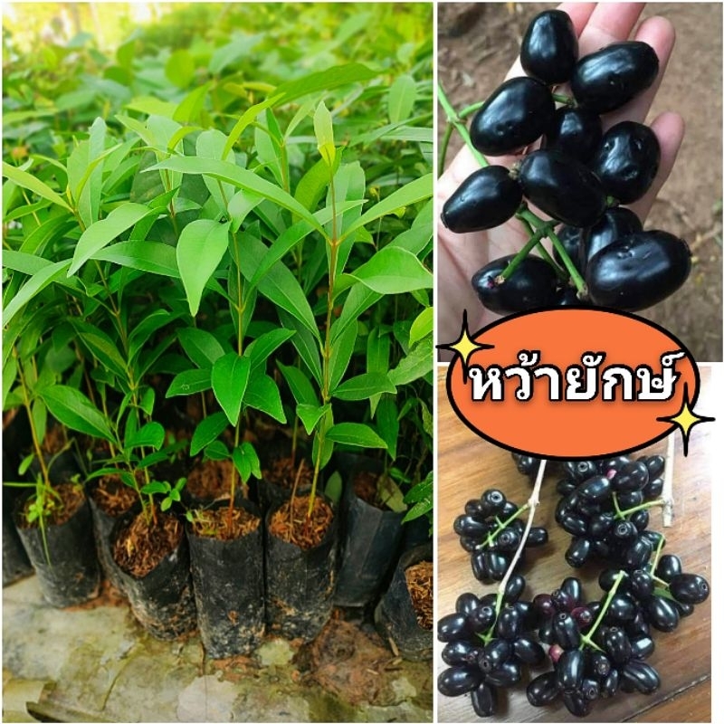 หว้ายักษ์อินเดีย พันธุ์ผลใหญ่ เนื้อหวาน เนื้อเยอะ ช่วยต้านอนุมูลอิสระ ต้นพันธุ์เเข็งเเรงพร้อมปลูก เสียหายยินดีเคลมฟรี