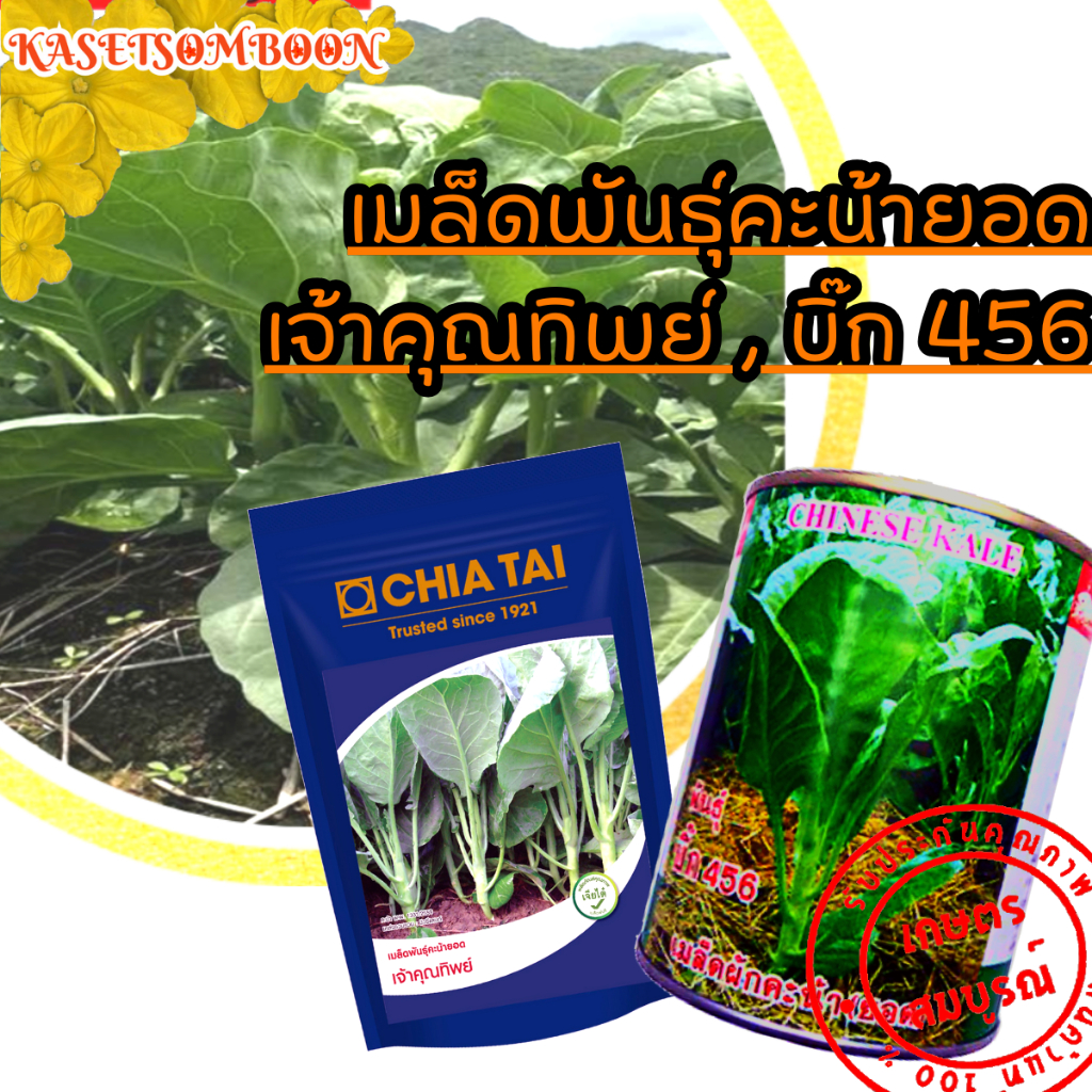 คะน้ายอด เจ้าคุณทิพย์/บิ๊ก 456 เมล็ดพันธุ์ 500 ก./1 กก. ตราเจียไต๋/ปลาวาฬ
