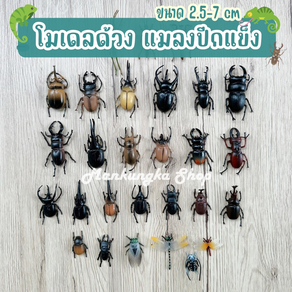 (ขนาด 2.5-7 cm) โมเดลด้วง แมลงปีกแข็ง แมลงปอ ตั๊กแตน สัตว์ปลอม ของเล่นเด็ก