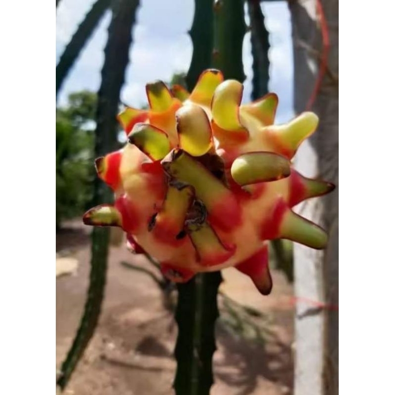 กิ่งพันธุ์แก้วมังกรเรนโบว์