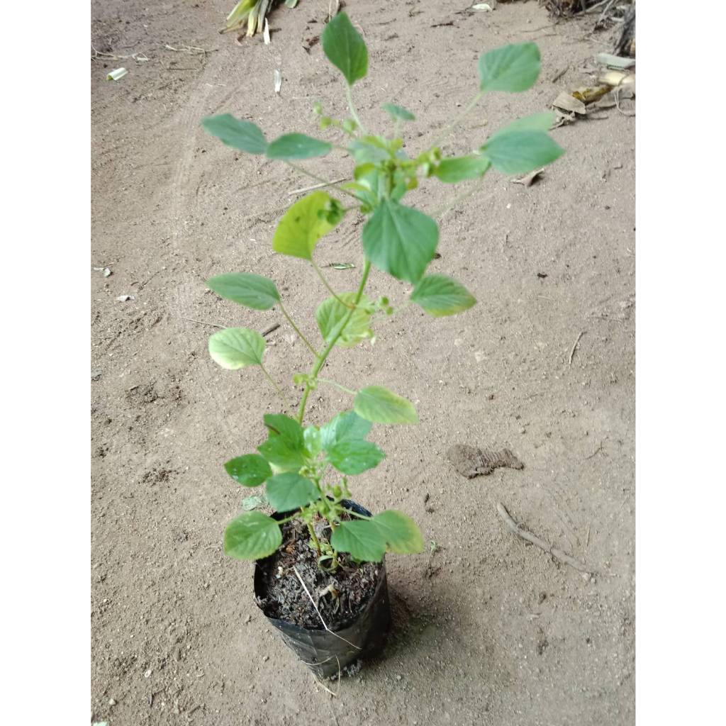 ต้นพันธุ์ตำแยแมว ถุงดำ 29บาท พร้อมปลูก สำหรับน้องแมว - รูปที่ 3