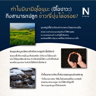 [ข้าวญี่ปุ่นแท้ 100%] South Uonuma Koshihikari 1.8 kg ตรา N-Rice