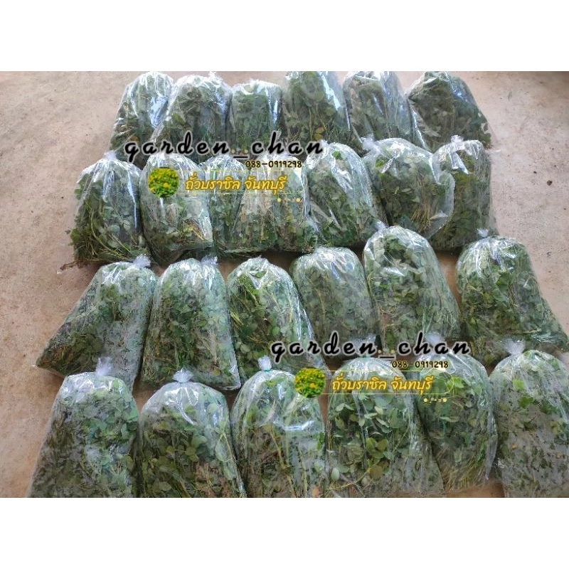 ถั่วบราซิล กิ่งละ 1 บาท ขั้นต่ำ 50 กิ่ง ได้ 60 กิ่ง ส่งวันถัดไปหลังจากชำระเงิน ตัดแบ่งได้2-3ท่อน thumbnail 5