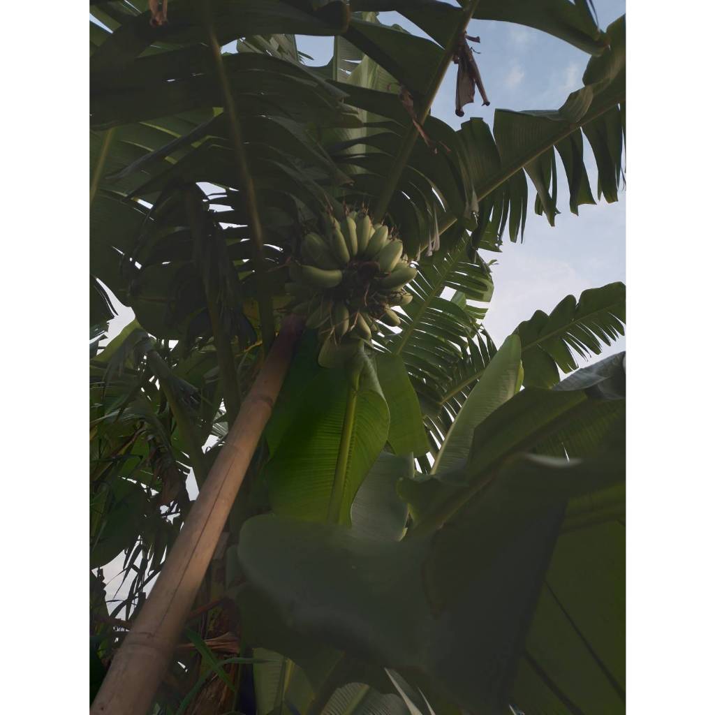 หน่อกล้วยหอมทอง จากสวนที่บ้าน พันธุ์แท้จากธรรมชาติ 29 บาทต่อ 1 หน่อ ตัดใบส่ง - รูปที่ 4