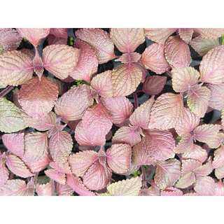 ต้นกล้า งาเกาหลี สีแดง ชิโสะ (กลิ่นงาเกาหลี) สั่งซื้อ 8 แถมฟรี 1 (ขั้นต่ำ 2 ต้น)
