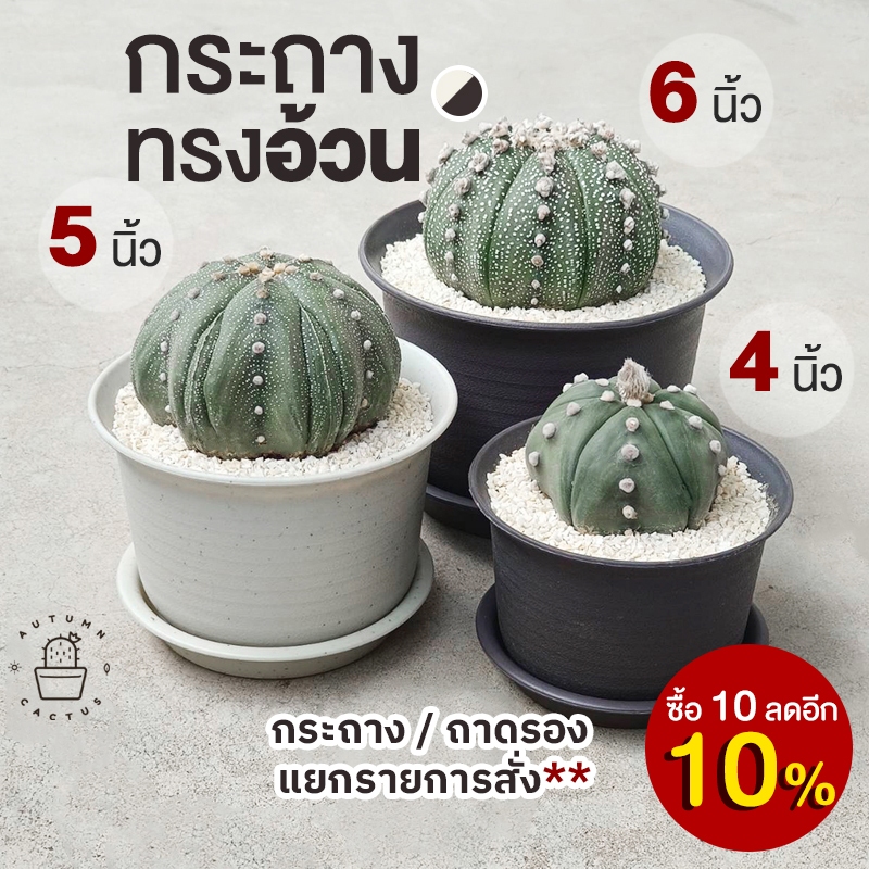 🤍 🤎 กระถางพลาสติก รุ่นหนา ทรงกลมอ้วน เหมาะสำหรับปลูก กระบองเพชร แคคตัส ไม้อวบน้ำ กระถางอ้วนกลม ขนาด 4นิ้ว 5นิ้ว 6นิ้ว 🤎🤍