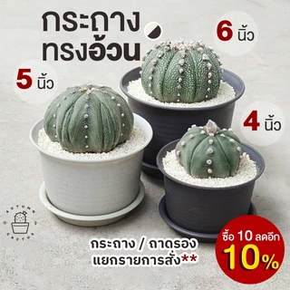 🤍 🤎 กระถางพลาสติก รุ่นหนา ทรงกลมอ้วน เหมาะสำหรับปลูก กระบองเพชร แคคตัส ไม้อวบน้ำ กระถางอ้วนกลม ขนาด 4นิ้ว 5นิ้ว 6นิ้ว 🤎🤍