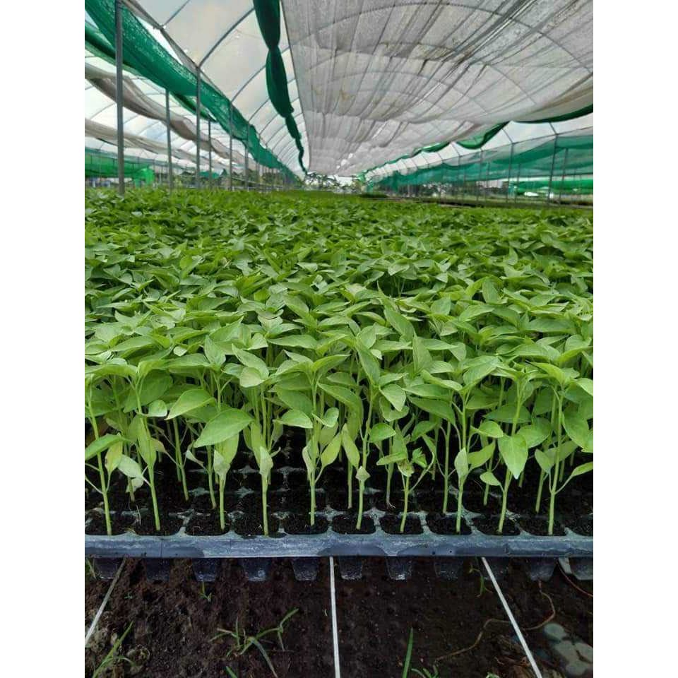 ต้นกล้าพริก มะเขือ ต้นละ 1.50 บาท สั่งซื้อขั้นต่ำ 105 ต้นขึ้นไปนะครับ