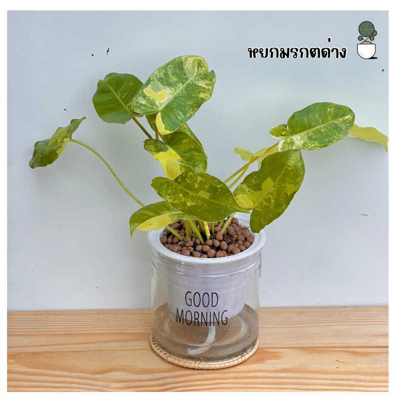 ต้นไม้ปลูกในบ้าน ไม้ฟอกอากาศไม้มงคลไม่ต้องการแดดจัด ต้นไม้จริง ตกแต่งบ้าน ต้นไม้ภายในอาคาร - รูปที่ 3