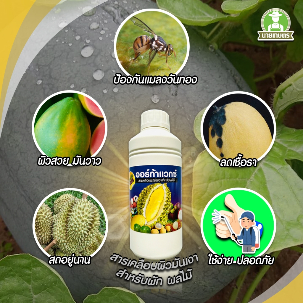 ออร์ก้าแวกซ์ (สารเคลือบผิวมันเงาสำหรับผลไม้) ผิวเงา เป็นมันวาว คุมไข่แมลง