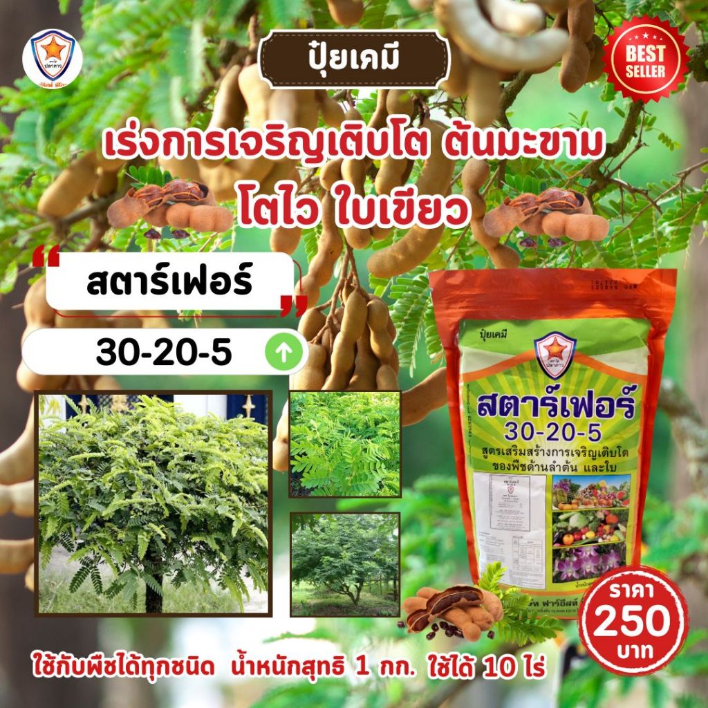 ปุ๋ย ฉีดพ่น ต้นมะขาม โตไว ใบเขียว เร่งราก เร่งดอก ฝักใหญ่ ดกเต็มต้น น้ำหนักดี เพิ่มผลผลิต โดย สตาร์เฟอร์