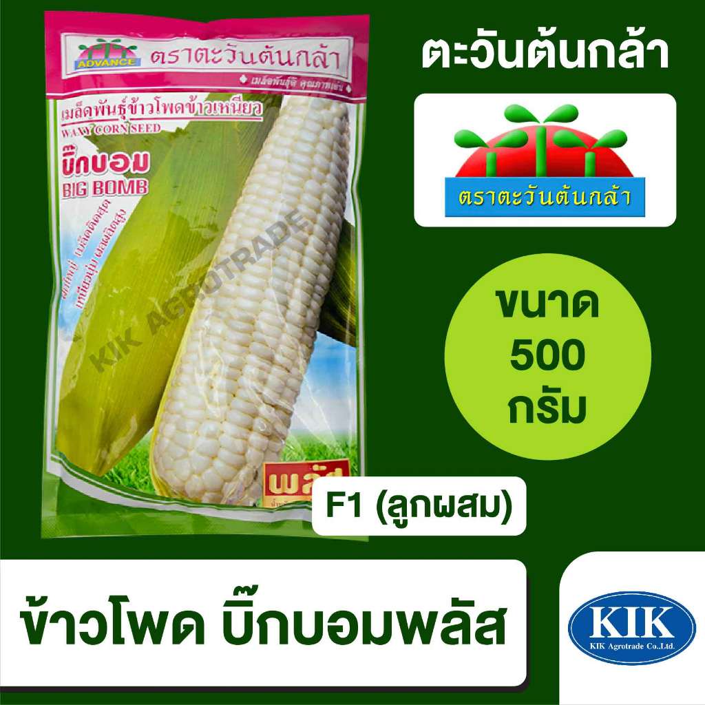 เมล็ดพันธุ์ ตะวันต้นกล้า ข้าวโพด บิ๊กบอมพลัส SP BIG  ขนาด 500 กรัม