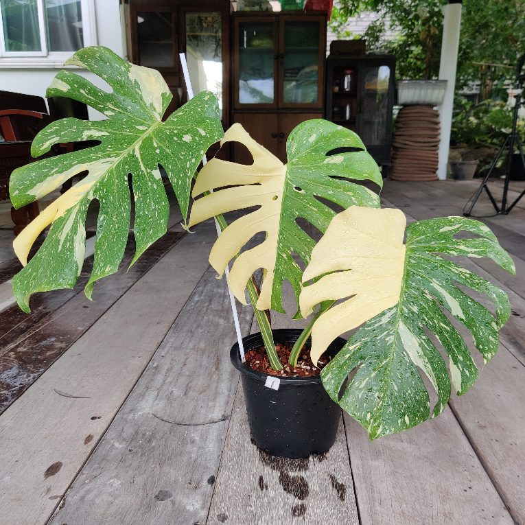 มอนสเตอราไทคอน ไม้เลี้ยงธรรมชาติไม่ใช่เนื้อเยื่ิอ (เลือกต้นได้) Monstera deliciosa Thaiconstellation มอนไทคอน