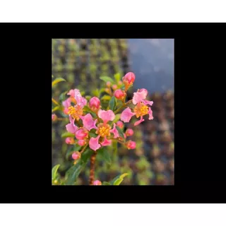 เชอรี่แคระ🍒 dwarf barbados cherry กระถาง 3”(นิ้ว) ไม้แคระ บอนไซจิ๋ว bonsai