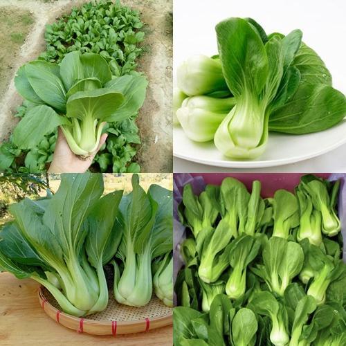 1,200+ เมล็ด เมล็ดผักกวางตุ้งฮ่องเต้ใบเขียว (ปลูกง่ายมาก โตไว ทนแดดจัด ทำสุกี้ ลวกจิ้มน้ำพริก หวาน กรอบ อร่อยมาก)